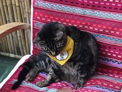 -唐咖精品咖啡(大理古城手冲店)