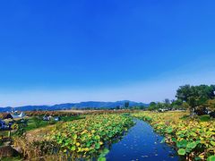 -径山花海