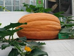 -兰陵国家农业公园