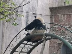-成都动物园