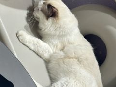 -藏猫猫咖啡主题馆(中央大道店)