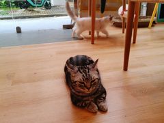 -猫咪派对(江南西店)
