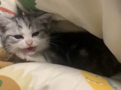 -帕帕拉兹宠物(亚洲旗舰店)