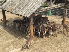 -青藏高原野生动物园