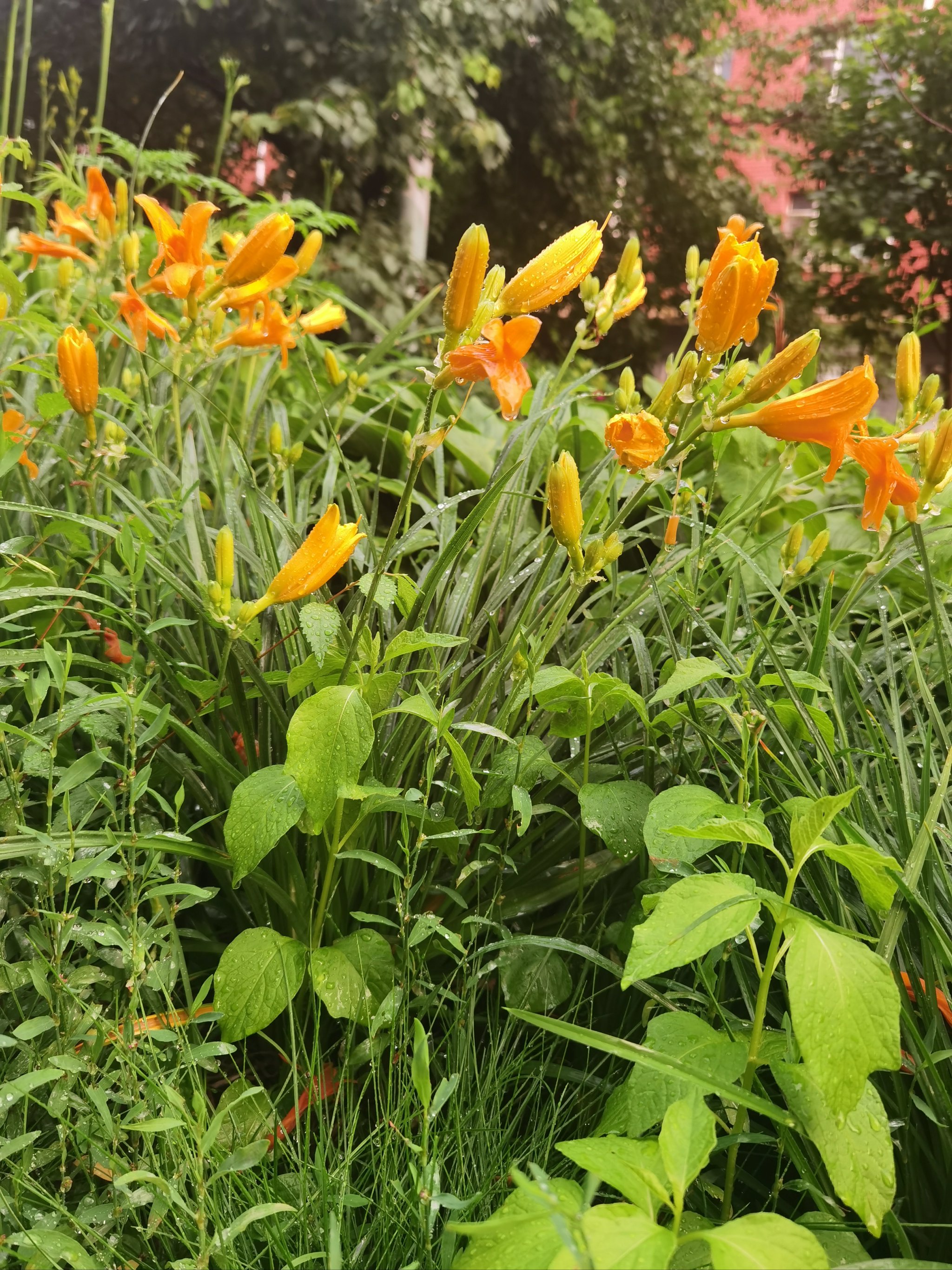 雨后的花草图片真实图片