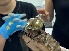 -上海大自然野生昆虫馆(东方明珠·爬宠昆虫探索中心)