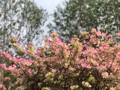 -东莞植物园