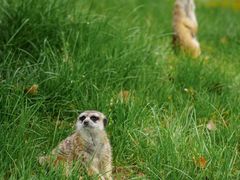 -常州淹城野生动物世界