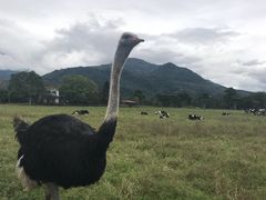 -瑞穗牧场