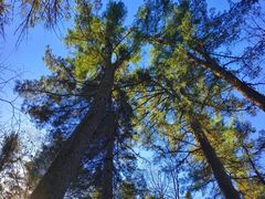 -五营红松林海景区