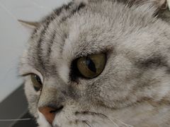 -喵的天空名猫咖啡馆·撸猫·猫舍·用品