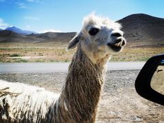 -新疆天山野生动物园