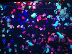 红烧水母-尊宝比萨(华景新城店)