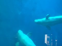 -芜湖新华联大白鲸海洋公园