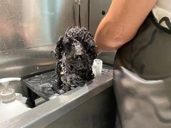 -電力宠物公司(武定路店)