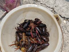 -同銮特种养殖场·龙虾垂钓