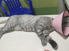 -瑞派旺宝宠物医院·犬猫全科综合·尿道专科(莲兴院)