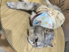 -楼上猫咖(罗湖店)