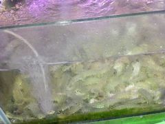 -老青岛海鲜烧烤大排档