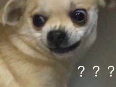 -惠康宠物医院(华能路店)