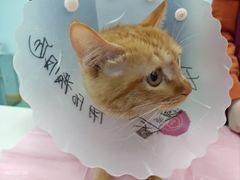 -北京观赏动物医院·24小时大型综合·猫专科·异宠专科