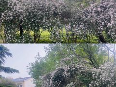 -泰丰公园