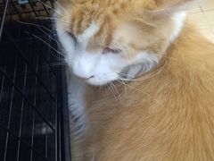 -袖虎宠物·金渐层缅因猫舍(灵芝店)