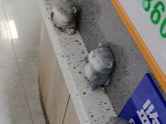 -半岛宠物医院24小时(白果林店)