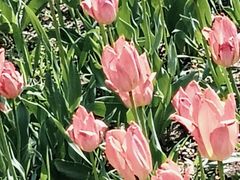 -长春公园(普阳街道)