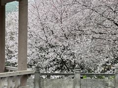 -苏州上方山国家森林公园