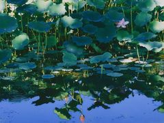 -保定东湖公园(莲池区)