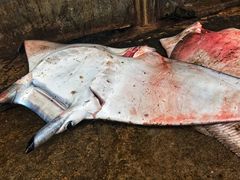 景点-尼甘布海鲜市场