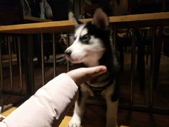 -萌喵咖啡屋(人民东路4号口M16商铺店)