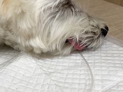 -北京观赏动物医院·24小时大型综合·猫专科·异宠专科