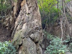 -大岭沟猕猴桃谷风景区