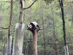 -都江堰中华大熊猫苑