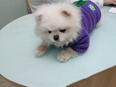 -宠福鑫康馨动物医院·骨科·眼科