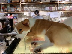 -more than meow吴止猫主题餐厅(承德 中船汇店)