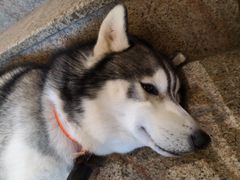 -more than meow吴止猫主题餐厅(承德 中船汇店)