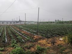 -亲兄弟真人CS团建拓展基地