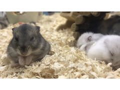 -钓仓鼠(洋桥北里小区店)