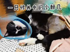 -纳吉亚猫专科动物医院(康都外科中心)