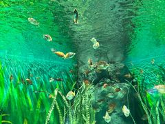 -上海海洋水族馆