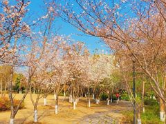 -阳澄湖半岛旅游度假区