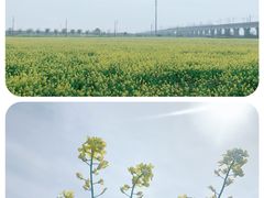 -高东镇樱花园