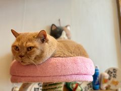 -Catmate·猫肥家润(金润铂宫店)