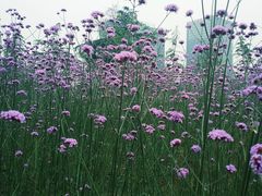 -杭州城北体育公园