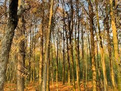 -上海海湾国家森林公园