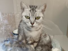 -唐小姐の私宠·宠物洗护美容·撸猫馆·购宠(周浦万达旗舰店)