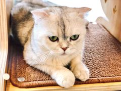 -飞行喵MR PILOT|猫舍·猫咖(静安大融城店)